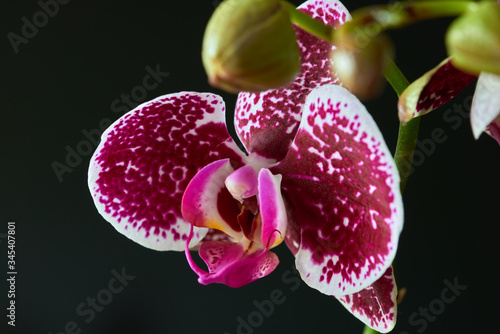 A pretty orchid