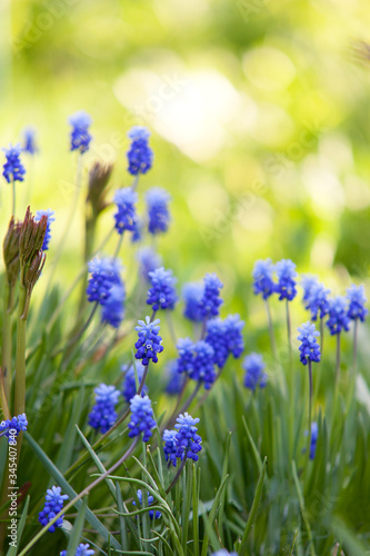 Muscari Flowers in Spring