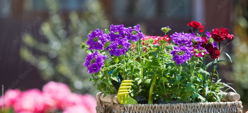 Farmer's box with Seedlings of summer flowers. Growing flowers in the greenhouse. Gardening. Banner Farmer's box with Seedlings of summer flowers. Growing flowers in the greenhouse. Gardening. Banner