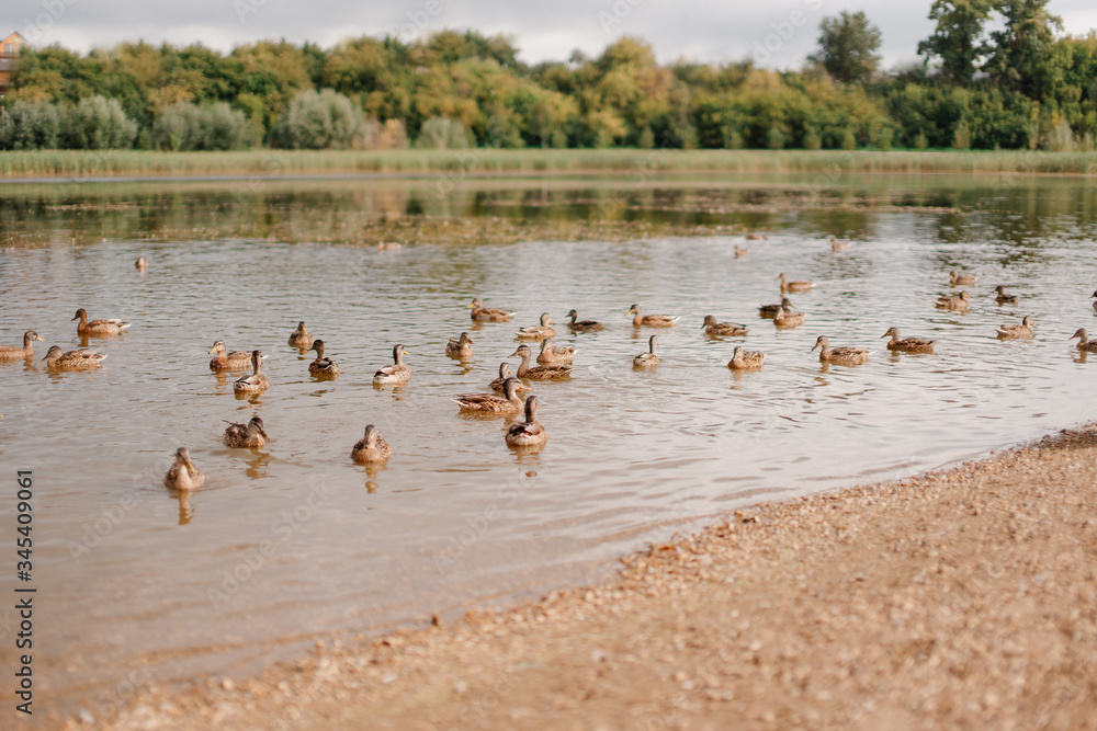 shore of the pond with ducks on the edge of the forest zone - a great place for walking and feeding wild birds shore of the pond with ducks on the edge of the forest zone - a great place for walking and feeding wild birds
