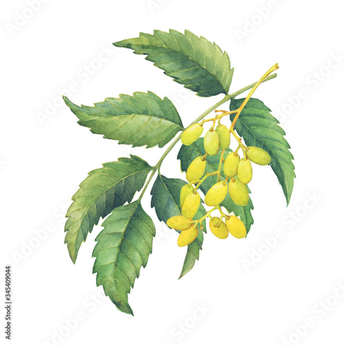 Foto Neem tree branches with green leaves and fruits (Azadirachta indica, nimtree or Indian lilac)