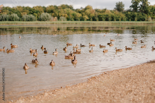 shore of the pond with ducks on the edge of the forest zone - a great place for walking and feeding wild birds