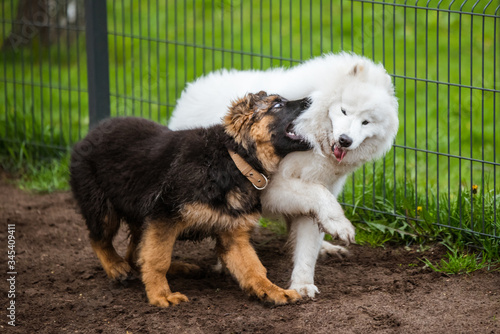 Samoyed dog and German Shepherd in motion play in the park