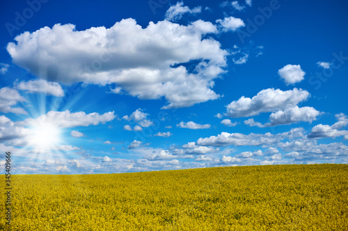 Beautiful spring landscape of an oilseed rape field in bloom against blue sky with sun and sunrays and a nice cloudscape.