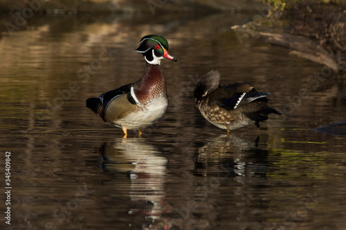 wood ducks (Aix sponsa) in spring