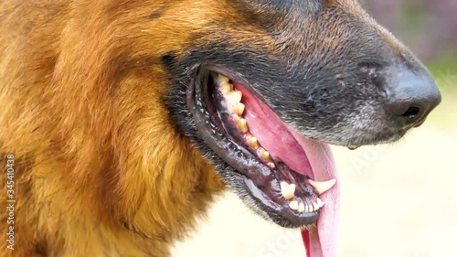 big close up portrait of a german shepherd