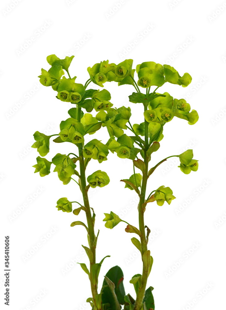 Euphorbia virgata isolated on white background. Euphorbia virgata isolated on white background.