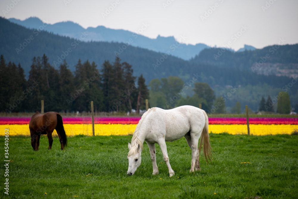 Obraz premium white horse tulips