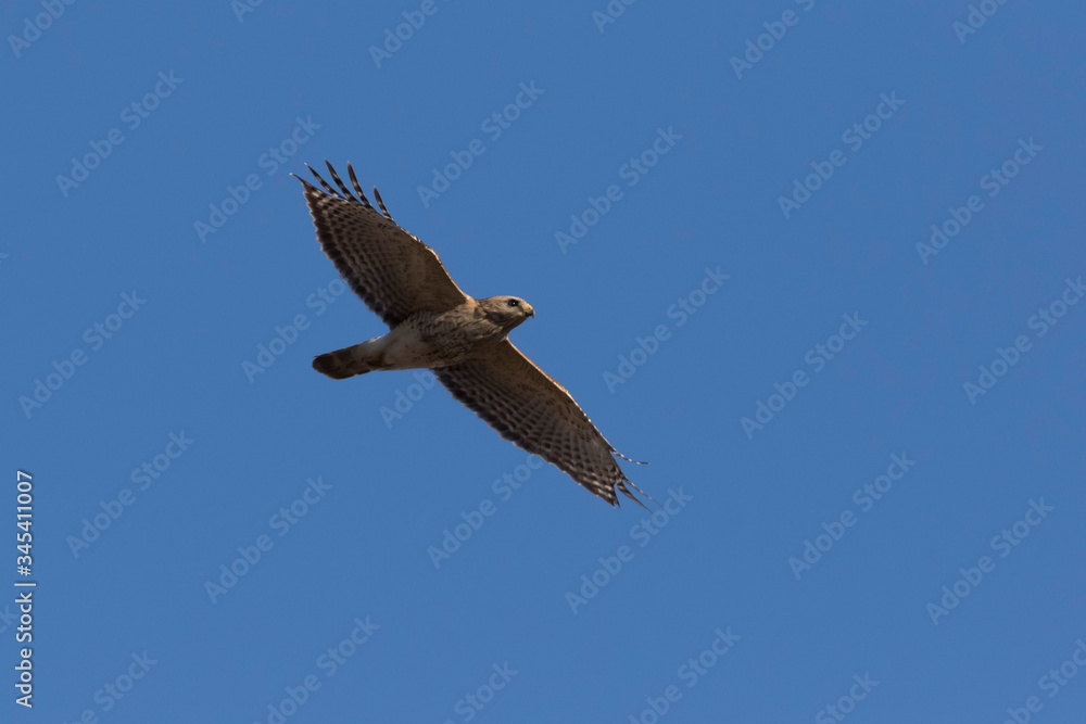 Obraz premium red-shouldered hawk in spring flying