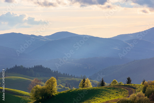 countryside scenery in mountains at sunset. beautiful landscape of carpathians with meadows rolling through forested hills in evening light. wonderful weather in springtime