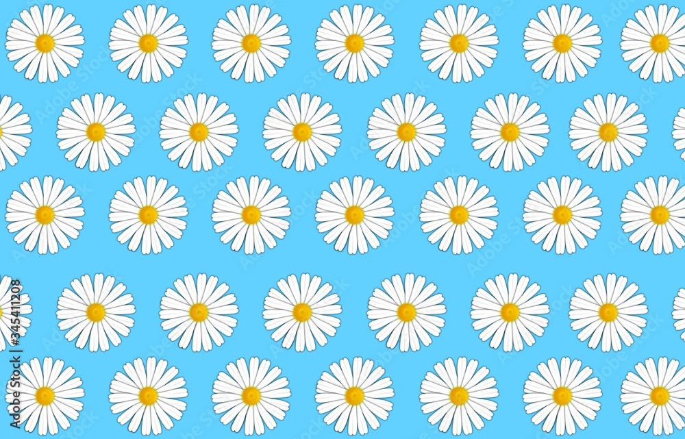 chamomile pattern art on blue background chamomile pattern art on blue background