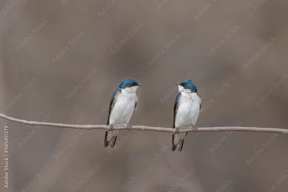 tree swallow (Tachycineta bicolor) nesting 