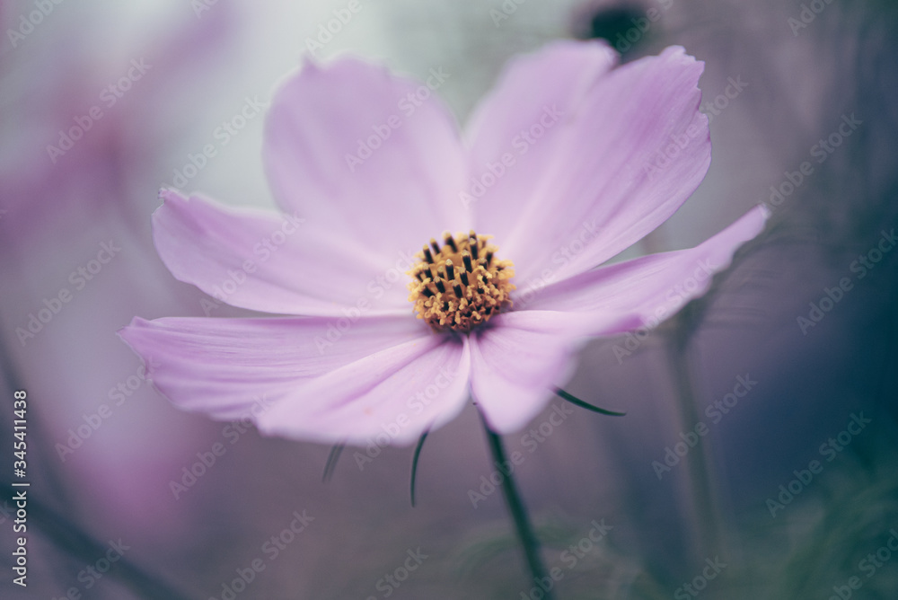 Obraz premium flower