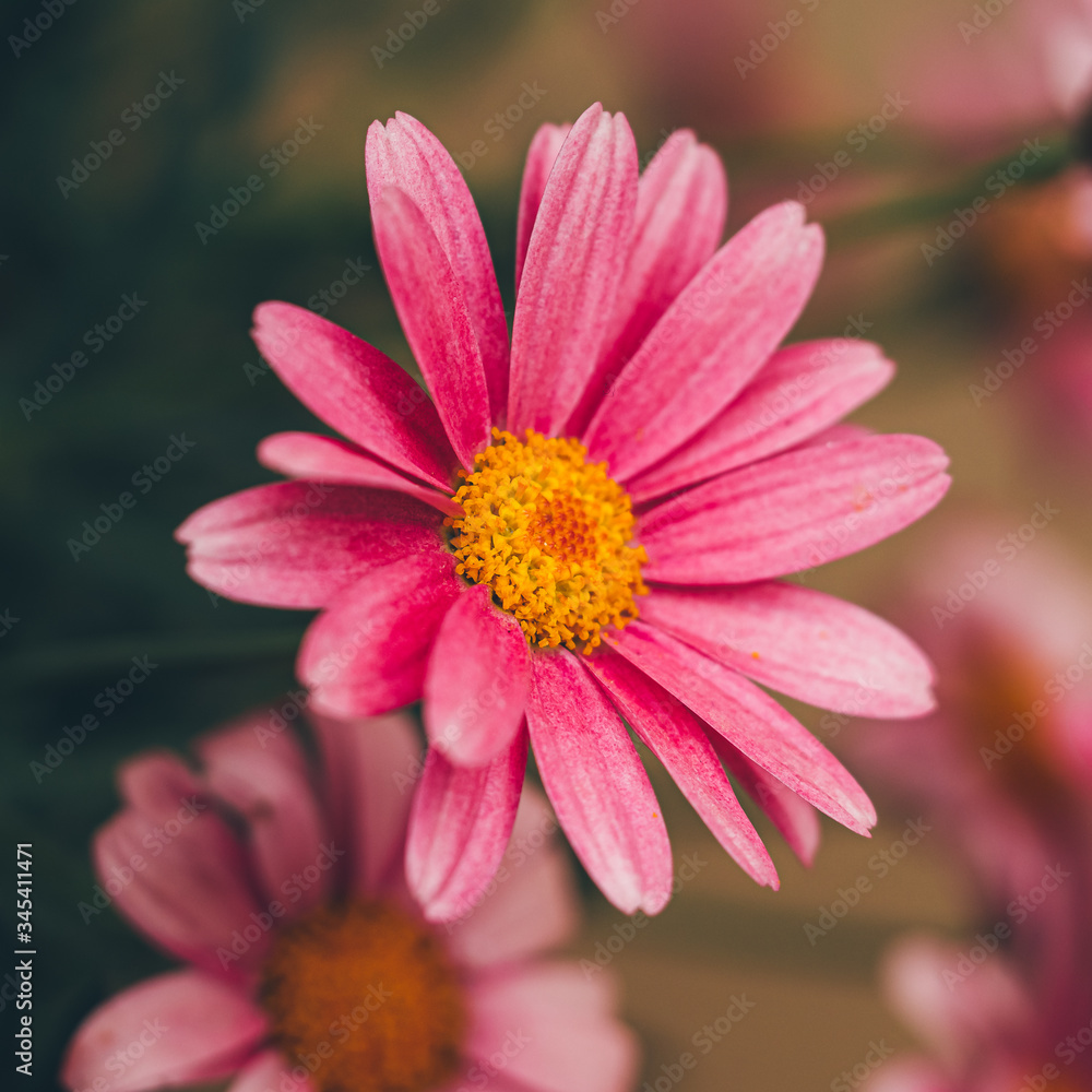 pink daisy flower pink daisy flower