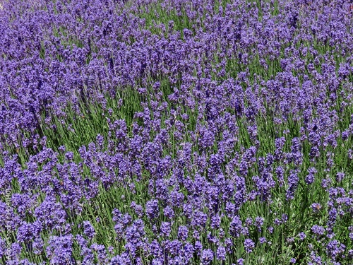 Purple lavender flowers