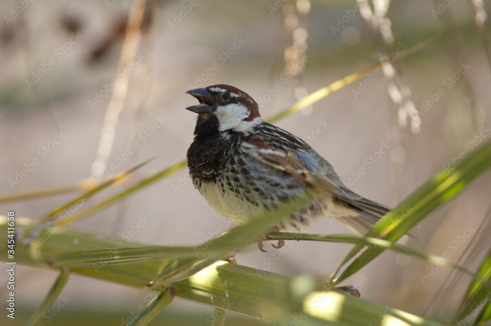 Fototapeta premium Male Spanish sparrow Passer hispaniolensis singing. Mogan. Gran Canaria. Canary Island. Spain.