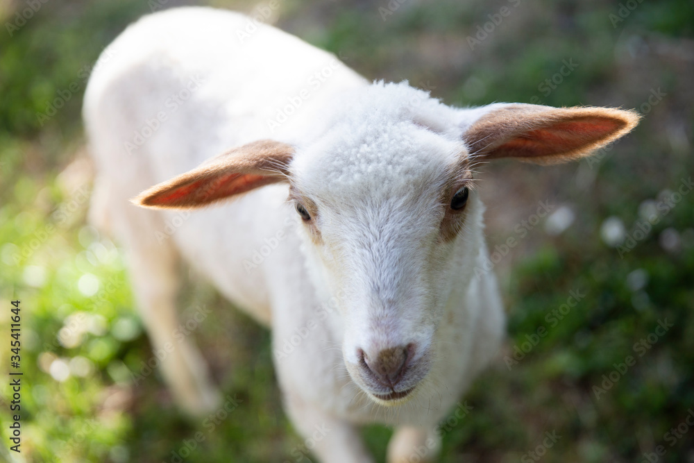 Portrait of cute little lamb. Small sheep at the farm. Healthy agriculture. Portrait of cute little lamb. Small sheep at the farm. Healthy agriculture.