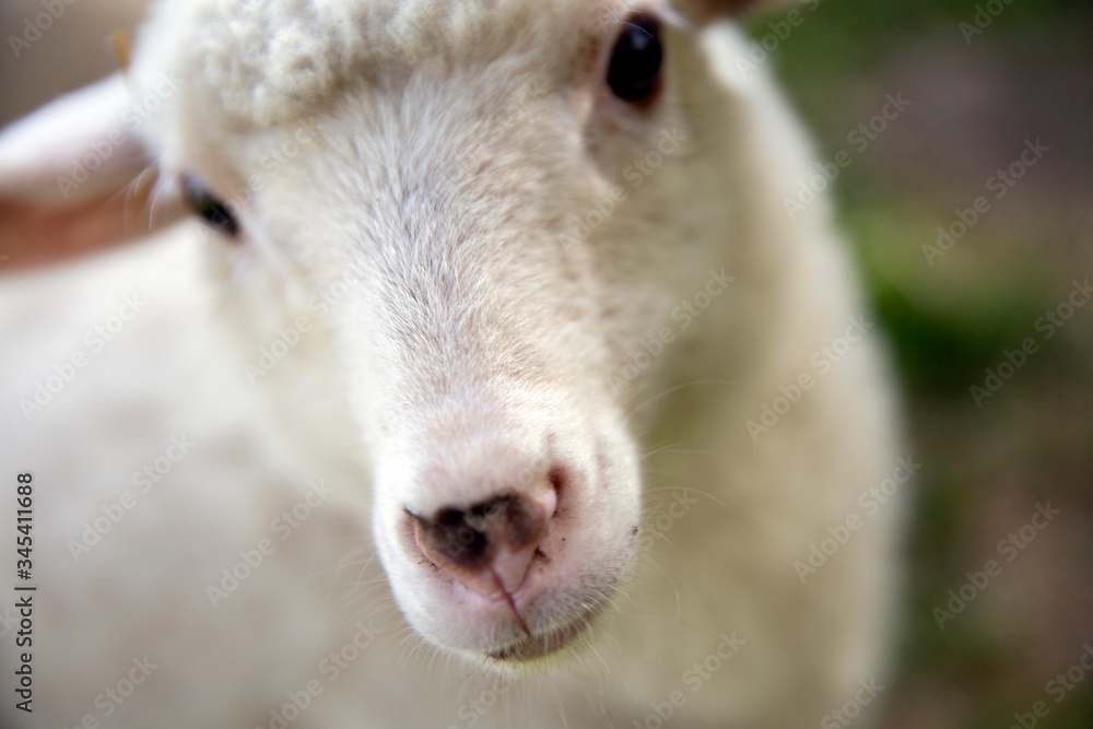 Portrait of cute little lamb.  Small sheep at the farm. Healthy agriculture. 