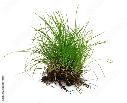 Green grass isolated against a white background. Grass with roots. Root.