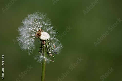 Over head view of a partially dispersed dandelion seed head