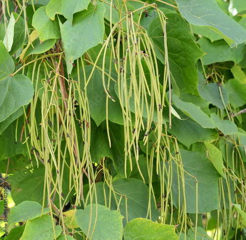 A fragment of a beautiful Catalpa tree crown with large green heart-shaped leaves and long hanging pods. Catalpa bignonioides / Catalpa / Indian Bean Tree