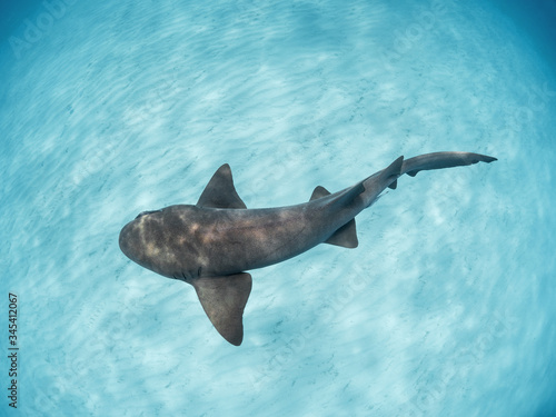Nurse shark swimming over the sand, the Bahamas.