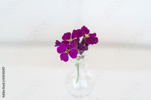 Purple Lobelia flowers closeup in a glass vase with a light background.  This still life of this pretty magenta flower are a perennial plant known as lobelias.