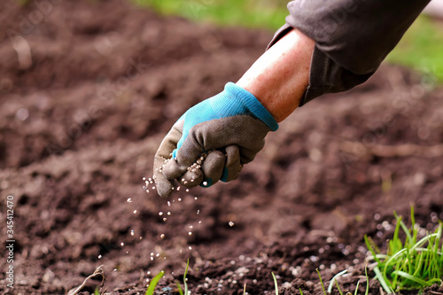 Senior woman hands applying fertilizer plant food to soil for flower and vegetable garden. Fertilizer and agriculture industry, development, economy and Investment growth concept. photo