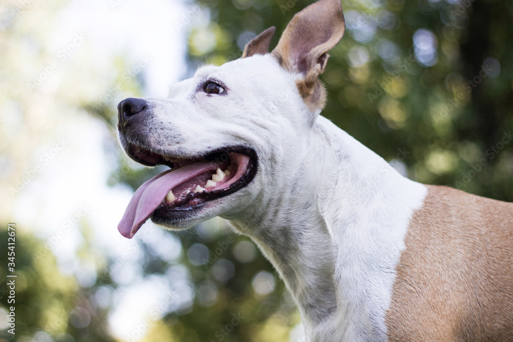 Friendly Dog having a big smile 