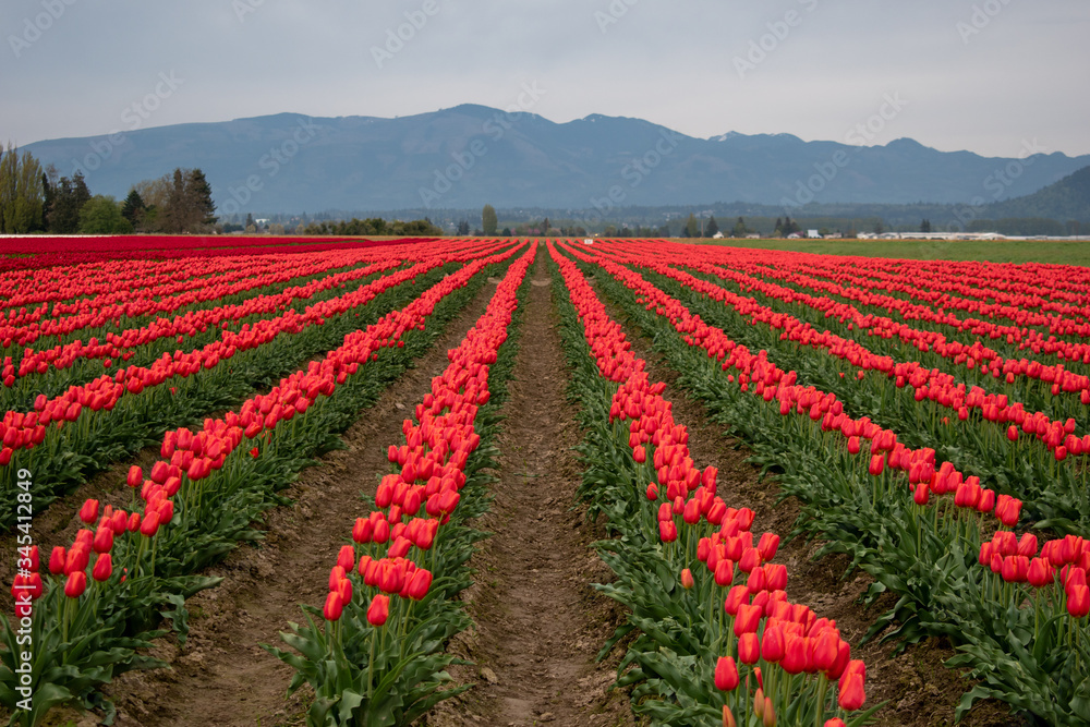 red tulips and mountains