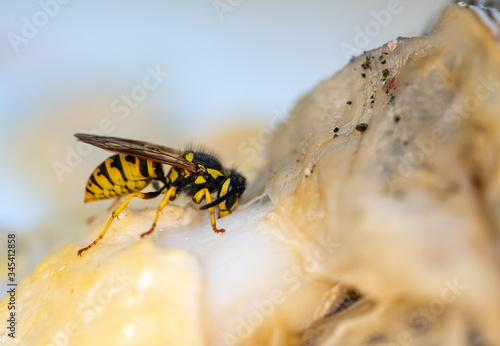 Yellow Jacket or Vespula vulgaris, is an insect that is plague in several countries, it has very powerful jaws capable of cutting fibrous pieces of food © MAV Drone