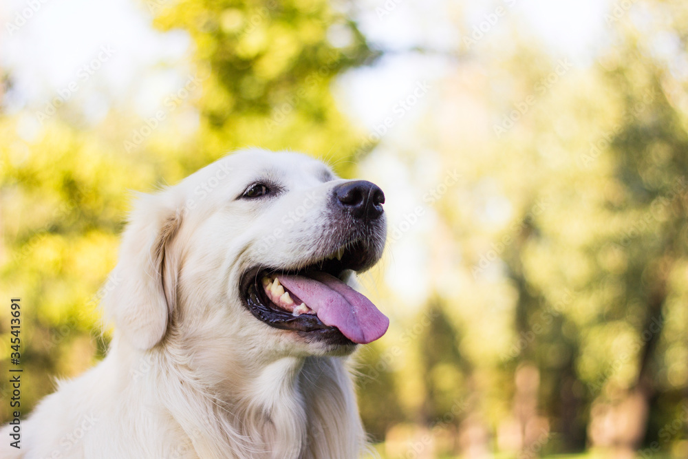 Beautiful young golden retriever is laughing Beautiful young golden retriever is laughing