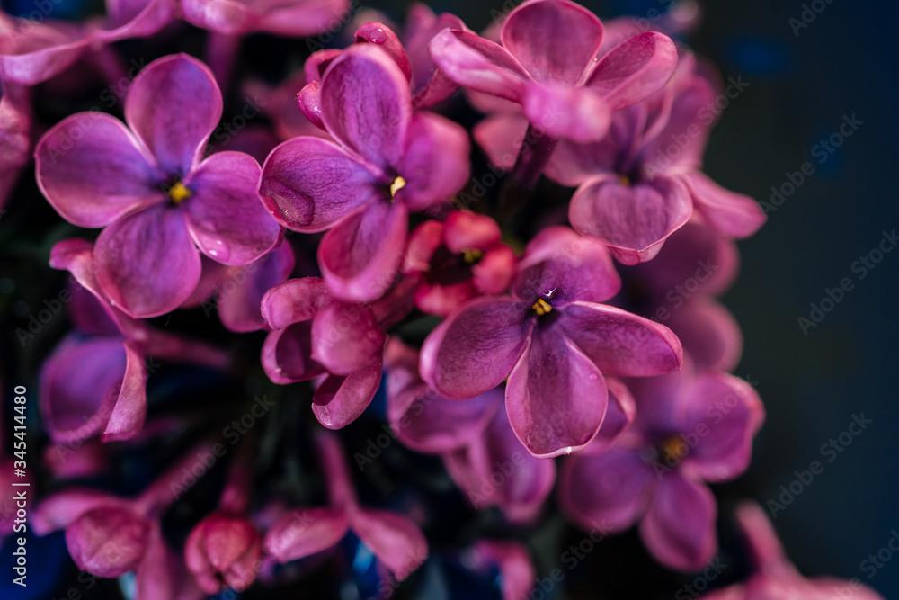 Lilac flower closeup on dark background. Macro lilac branch in dark blue water. Bushes Flowers in Low Key. Purple spring blossom of syringa. Beautiful bouquet of spring lilac. Selective focus. Lilac flower closeup on dark background. Macro lilac branch in dark blue water. Bushes Flowers in Low Key. Purple spring blossom of syringa. Beautiful bouquet of spring lilac. Selective focus.