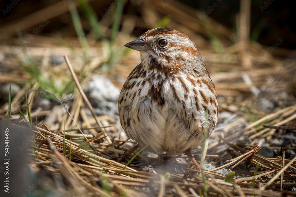Fototapeta premium Cute song sparrow on the ground.