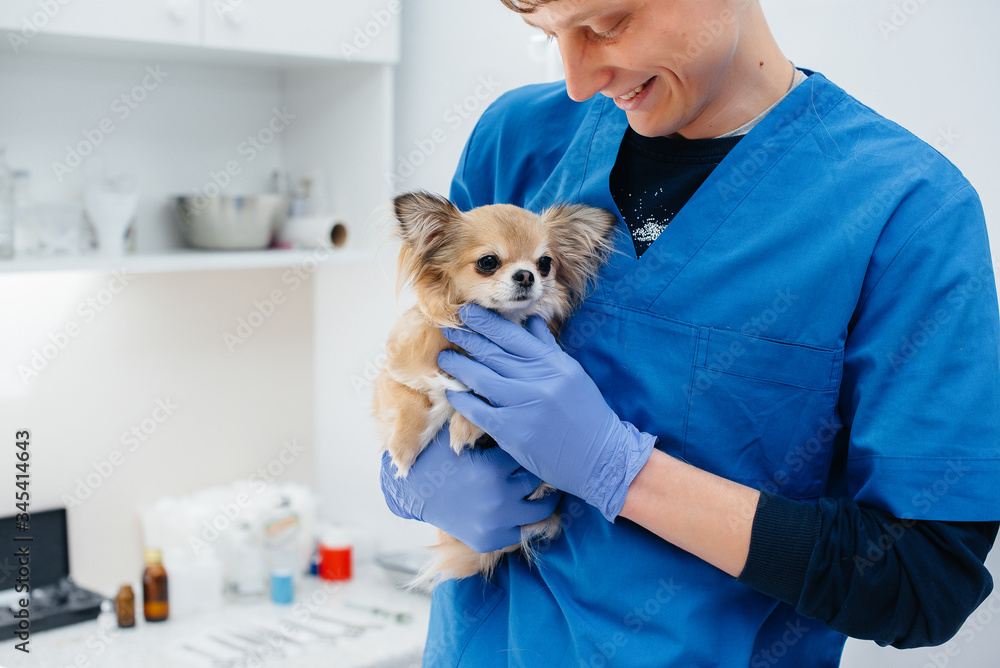 In a modern veterinary clinic, a thoroughbred Chihuahua is examined and treated on the table. Veterinary clinic In a modern veterinary clinic, a thoroughbred Chihuahua is examined and treated on the table. Veterinary clinic