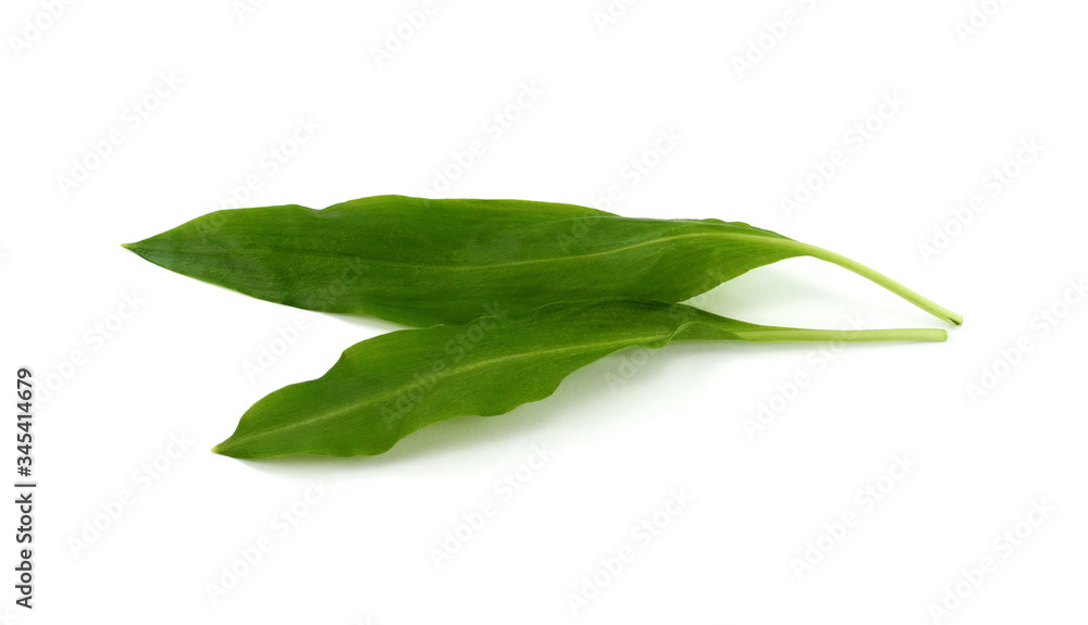 Fototapeta premium Ramsons (Wild Garlic) isolated on a white background.