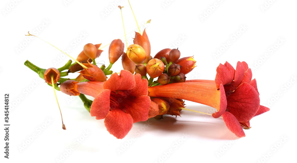 Red flowers of trumpet creeper climber vine - Campsis radicans isolated on white background. Campsis radicans flowers (trumpet vine or trumpet creeper) in family Bignoniaceae.