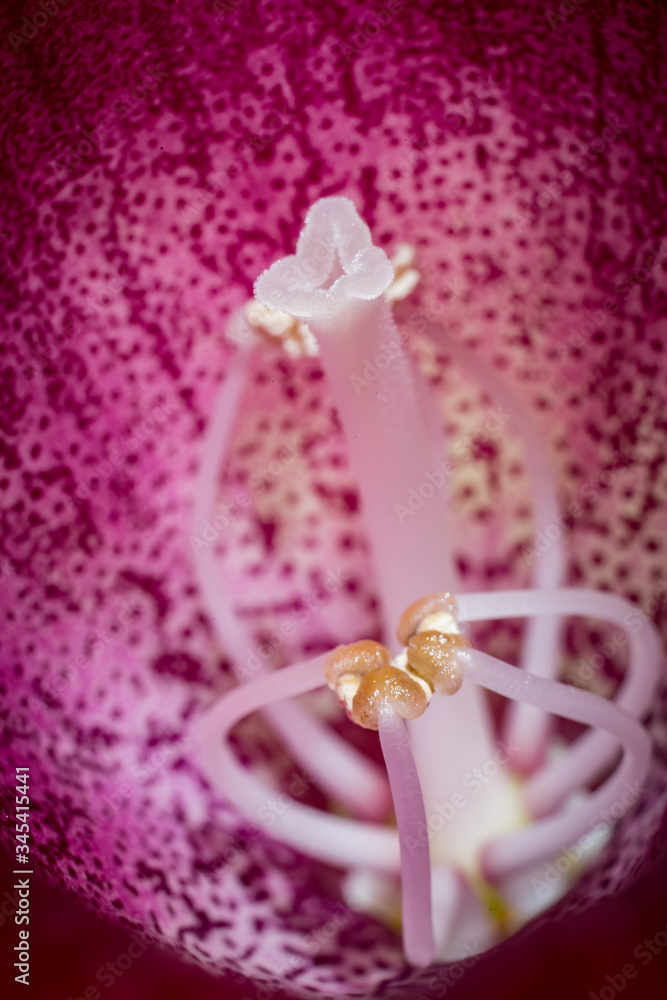 Bright gloxinia bud Bright gloxinia bud