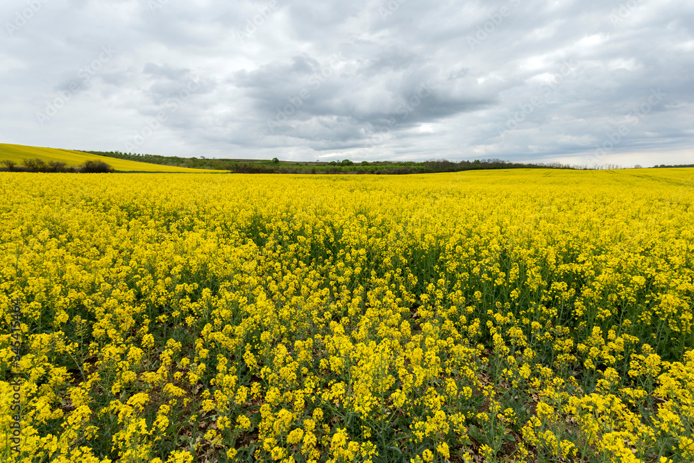 Rapeseed field under cloudy sky Rapeseed field under cloudy sky