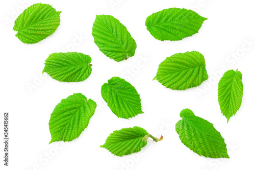 hazelnut leaves isolated on a white background. top view © Eywa