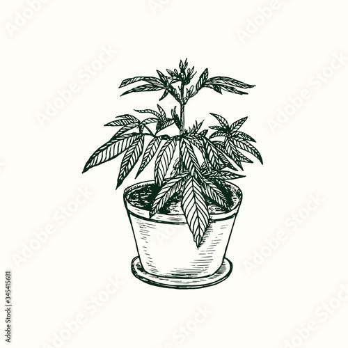 Marijuana plant growing in pot isolated, outline simple doodle drawing, gravure style
