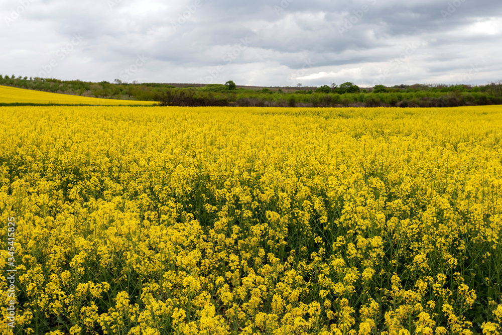 Rapeseed field under cloudy sky Rapeseed field under cloudy sky