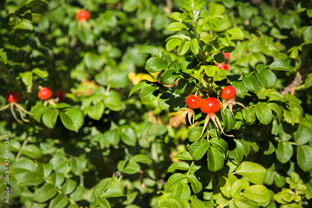 Large red rosehip fruits on a green Bush