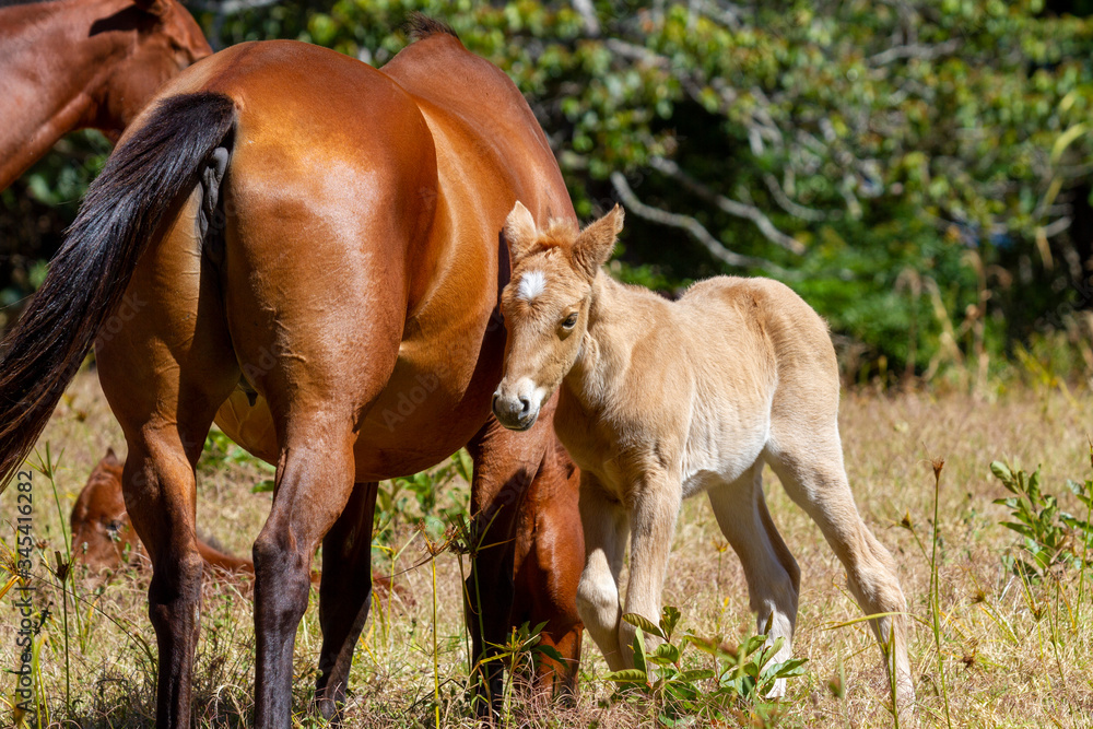 Fototapeta premium Stuten und Fohlen auf der Weide
