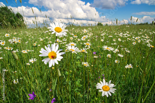 Green field with white daisies in a rural place