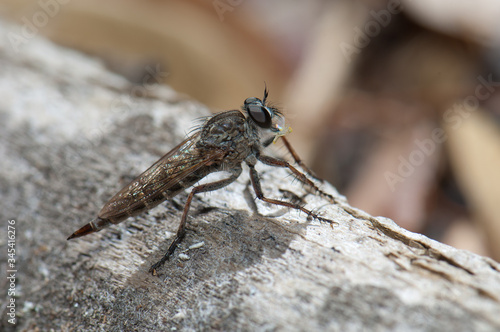 Assassin fly feeding of a small prey. The Nublo Rural Park. Tejeda. Gran Canaria. Canary Islands. Spain.