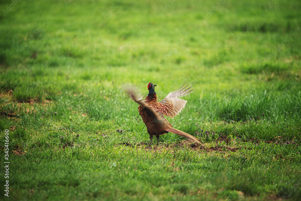 Obraz premium Fasan bei der Balz