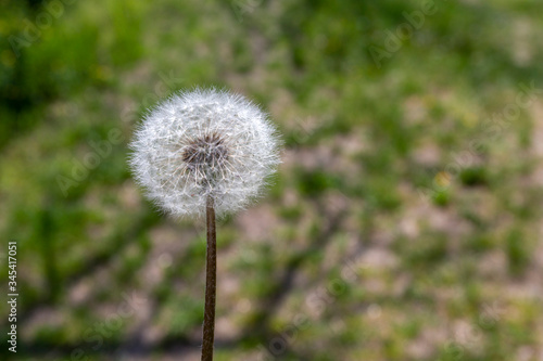 Dandelion flower in the forest.