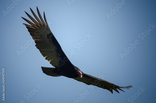 Turkey vulture © salparadis