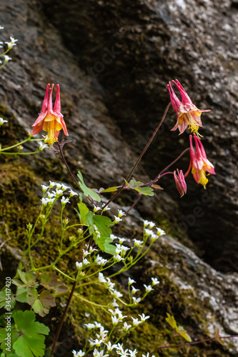 Appalachian Mountain Wildflowers in Spring photo